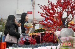 昆明斗南花卉市场年宵花受青睐